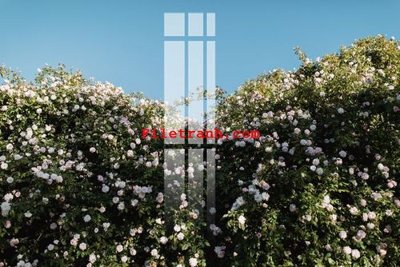 File gốc File gốc in tranh nền tường tổng hợp K62429 (PNG) trong suốt (transparent)