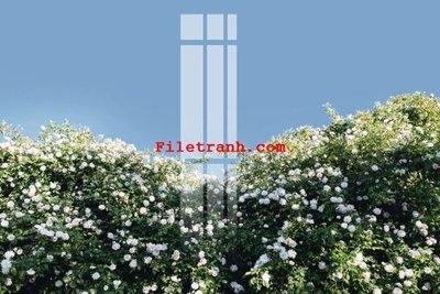 File in lụa File gốc in tranh nền tường tổng hợp K62584 (hoa văn) File gốc in tranh nền tường tổng hợp K62584