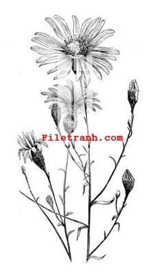 File in trần File gốc in tranh nền tường tổng hợp K62779 (bản gốc) bầu trời