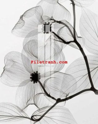 Download file gốc File gốc in tranh nền tường tổng hợp K62903 (in lụa) nghệ thuật