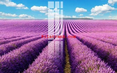 Ảnh gốc File gốc in tranh nền tường tổng hợp K63377 (độ nét cao) in mica