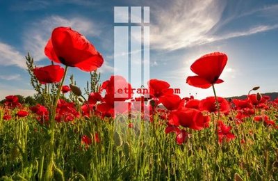 File PSD File gốc in tranh nền tường tổng hợp K63613 (bản gốc) dễ dàng edit