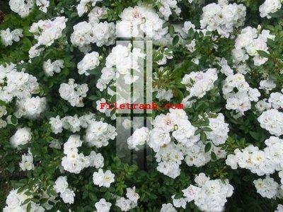 Tải file File gốc in tranh nền tường tổng hợp K63776 (ảnh gốc) in tranh kính