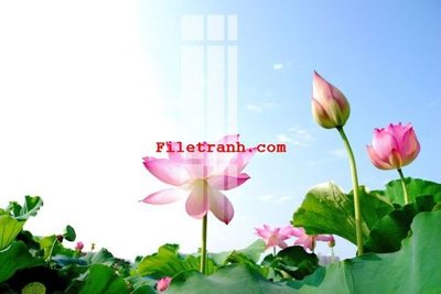 File tranh File gốc in tranh nền tường tổng hợp K64145 (ảnh gốc) cho in ấn kỹ thuật số