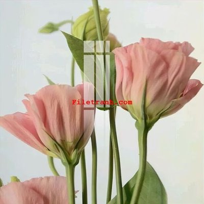 File gốc File gốc in tranh nền tường tổng hợp K64148 (dành cho trang trí nội thất)