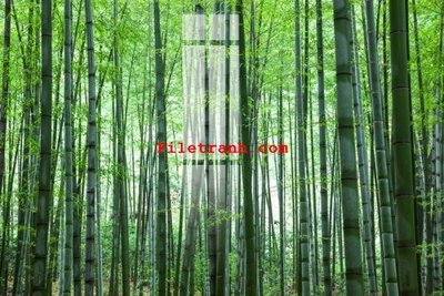 Ảnh gốc File gốc in tranh nền tường tổng hợp K64381 (nét căng) in mica