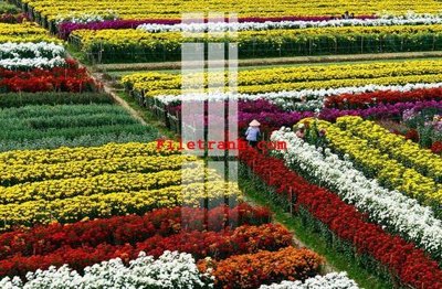 File ảnh File gốc in tranh nền tường tổng hợp K64414 (gốc) trang trí khách sạn