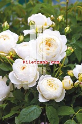 Tải file gốc in lụa File gốc in tranh nền tường tổng hợp K65934 siêu nét