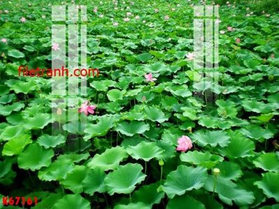 Tải file File gốc in tranh nền tường tổng hợp K67161 (gốc) làm file quảng cáo