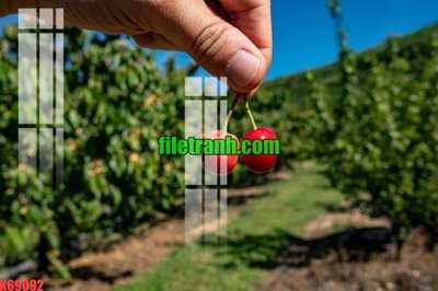 Download file gốc File gốc in tranh nền tường tổng hợp K69092 (in mica) trong suốt