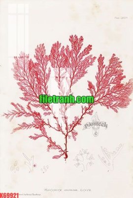 File tranh gốc File gốc in tranh nền tường tổng hợp K69921 (sắc nét từng chi tiết)