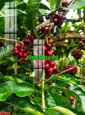 File gốc File gốc in tranh nền tường tổng hợp K71325 (PNG) nền trong suốt