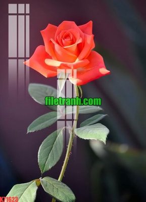 File in trần File gốc in tranh nền tường tổng hợp K71623 (file gốc) phong thủy