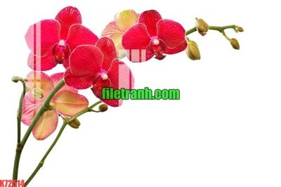 File in lụa File gốc in tranh nền tường tổng hợp K72514 (chất lượng cao) File gốc in tranh nền tường tổng hợp K72514