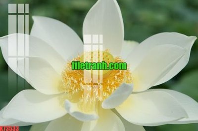 Download file gốc File gốc in tranh nền tường tổng hợp K73533 (in lụa) hoa lá