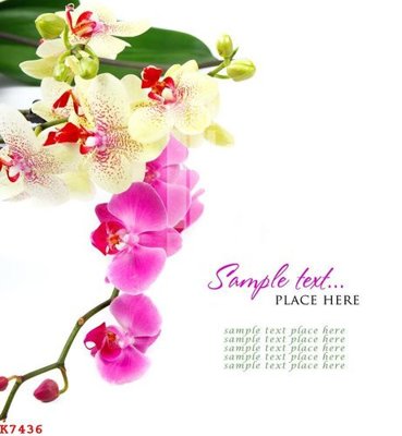 Tải file gốc in lụa File gốc in tranh tổng hợp K7436 siêu nét