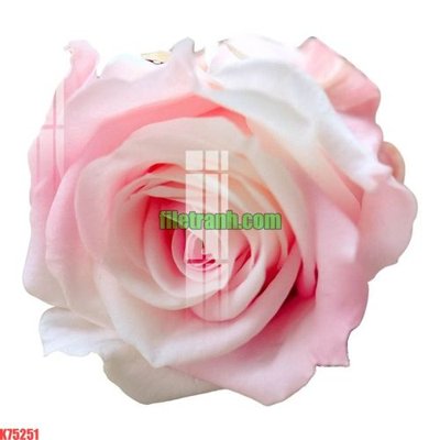 Ảnh gốc File gốc in tranh nền tường tổng hợp K75251 (độ nét cao) in mica