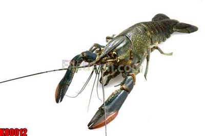 File ảnh File tranh gốc tổng hợp K80012 (gốc) in PP, decal