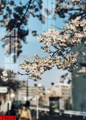 File ảnh File tranh gốc tổng hợp K82002 (gốc) dùng in Pano