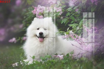 Download file ảnh gốc File gốc in tranh tổng hợp K8217 để in ấn