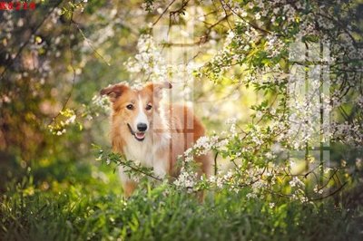 Download file tranh PSD File gốc in tranh tổng hợp K8218 để chỉnh sửa