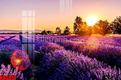 File in trần File tranh gốc tổng hợp K83951 (bản gốc) hoa văn