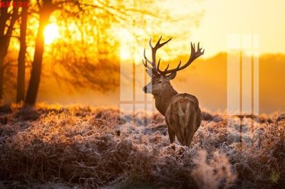 Tải file File gốc in tranh tổng hợp K8415 (ảnh gốc) độ phân giải 300dpi