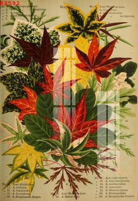 File in trần File gốc in tranh tổng hợp K8592 (bản gốc) đại dương