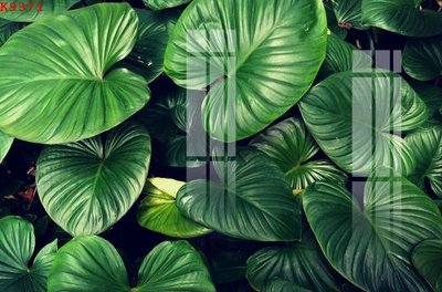 Tải file File gốc in tranh tổng hợp K9371 (gốc) in trên mọi chất liệu