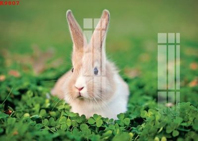 Tải file gốc File gốc in tranh tổng hợp K9807 (in khổ lớn) không vỡ