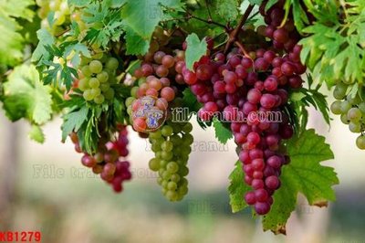 File gốc File in kính bếp KB1279 (chuẩn màu) cho in offset