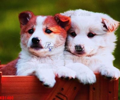 File PSD File in kính bếp KB1460 (bản gốc) cho nhà in