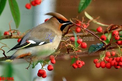 Download file tranh File in kính bếp KB1585 (file gốc PSD)