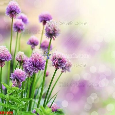 Tải file gốc File in kính bếp KB1925 (in tráng gương) 5DFile gốc File in kính bếp KB1925 (in ấn) phiên bản premium