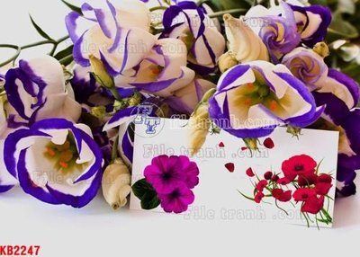 File in trần File in kính bếp KB2247 (bản gốc) trời sao