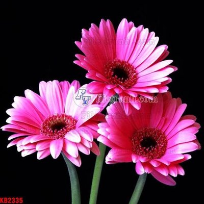 Tải file gốc File in kính bếp KB2335 (bản PSD) gốc