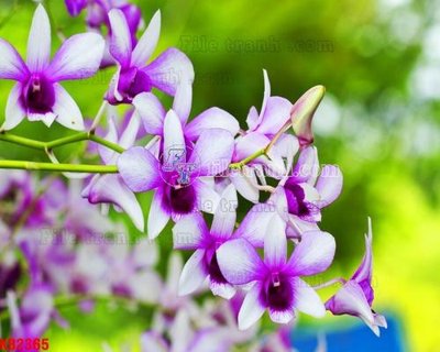 File tranh File in kính bếp KB2365 (ảnh gốc) cho in ấn kỹ thuật số