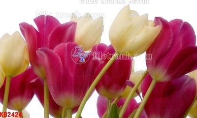 File gốc File in kính bếp KB2424 (trang trí) phòng trẻ em