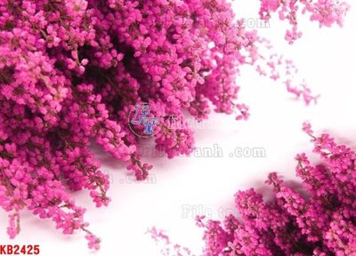 File gốc File in kính bếp KB2425 cho in ấn và thiết kế