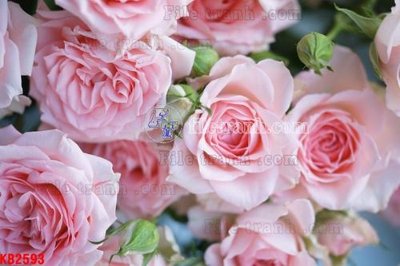 Hình ảnh gốc File in kính bếp KB2593 (để in khổ lớn)