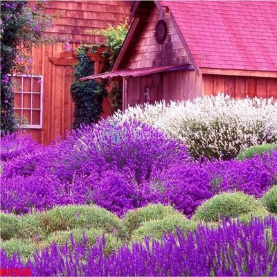 File gốc File in kính bếp KB2636 (in lụa) trang trí tường