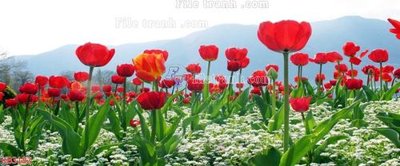 File ảnh File in kính bếp KB3182 (gốc) in standee