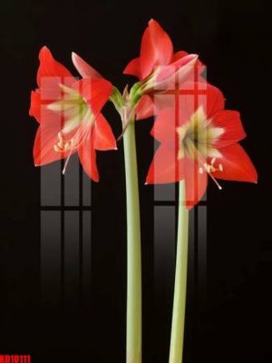 File in lụa File tranh in décor tranh treo tường tổng hợp KD10111 (hoa văn) File tranh in décor tranh treo tường tổng hợp KD10111