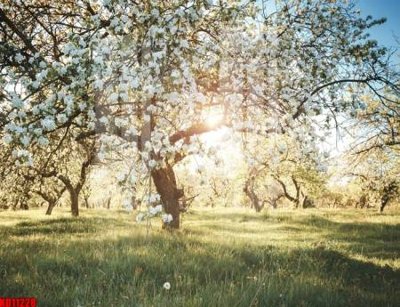 Tải file File tranh in décor tranh treo tường tổng hợp KD11228 (gốc) in trên mọi chất liệu