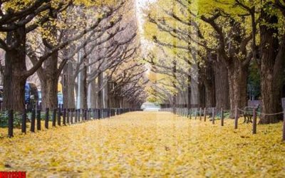 File gốc File tranh in décor tranh treo tường tổng hợp KD11285 (ảnh chi tiết) để in lụa