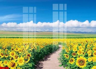 Tải file gốc File tranh in décor tranh treo tường tổng hợp KD11289 (bản PSD) gốc