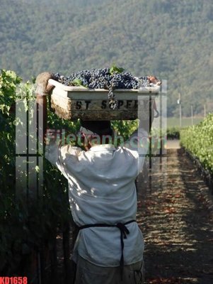 File in lụa File gốc in tranh nền tường tổng hợp KD1658 (tân cổ điển) File gốc in tranh nền tường tổng hợp KD1658