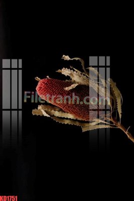 File ảnh File gốc in tranh nền tường tổng hợp KD1751 (gốc) in poster