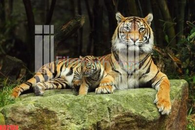 File in trần File gốc in tranh nền tường tổng hợp KD2154 (file gốc) chủ đề vũ trụ