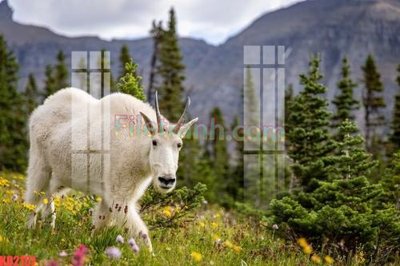 File tranh File gốc in tranh nền tường tổng hợp KD2157 (gốc) phong cách tối giản